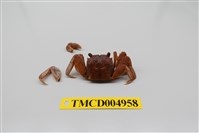 藏品(帝王仿相手蟹)的圖片